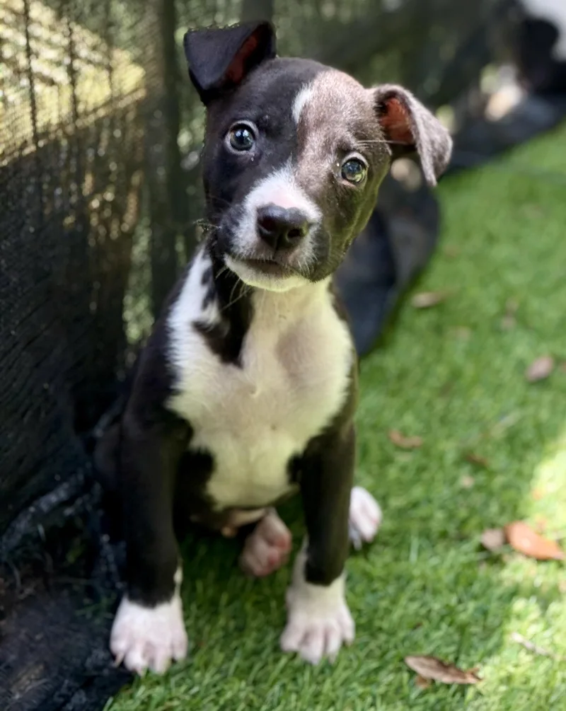 A baby medium-sized female Black Rat Terrier dog named Fizzle for adoption in Proctorville, OH