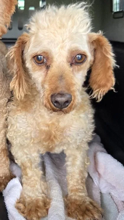 An adult small-sized female Poodle dog named Emma for adoption in Kinzers , PA