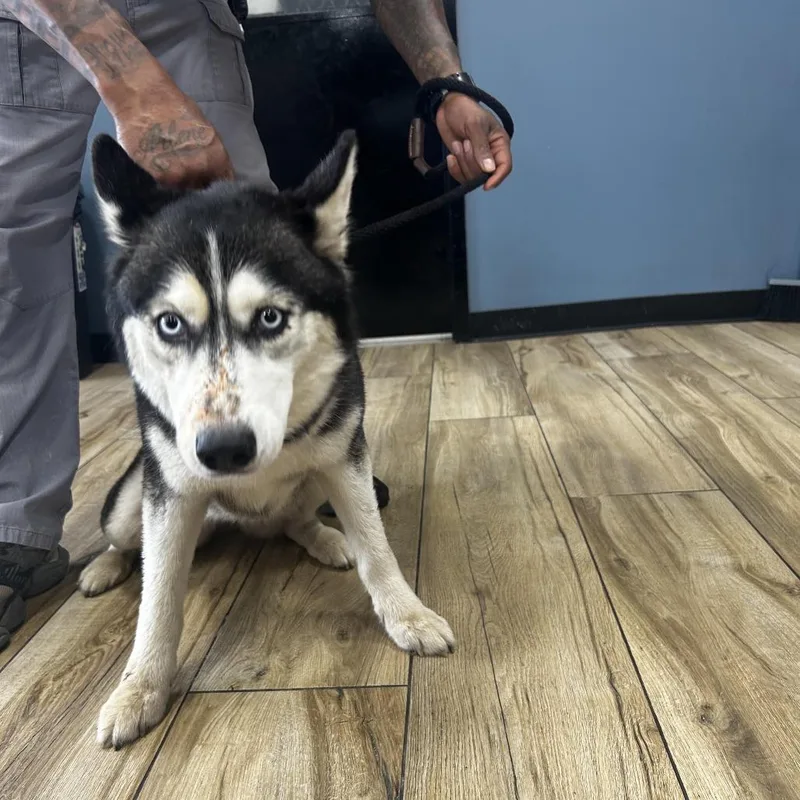 A baby small-sized male Black Siberian Husky dog named Orion for adoption in Newark, NJ