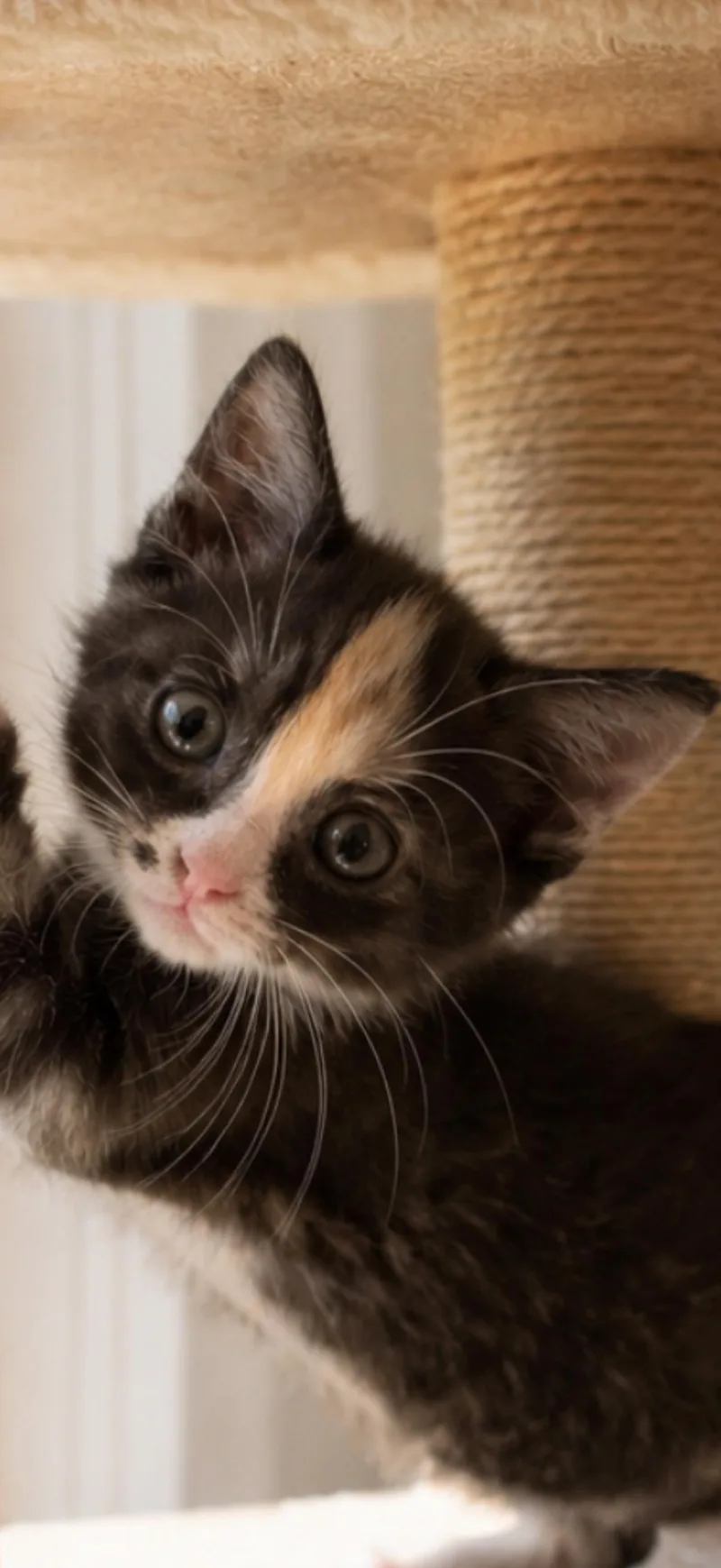 A baby medium-sized female Calico Domestic Short Hair cat named Gizzimoto for adoption in Homestead, FL