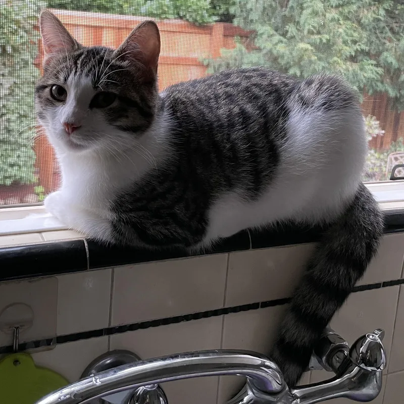 A young medium-sized female Tabby (Brown / Chocolate) Tabby cat named Ivy for adoption in Sacramento, CA