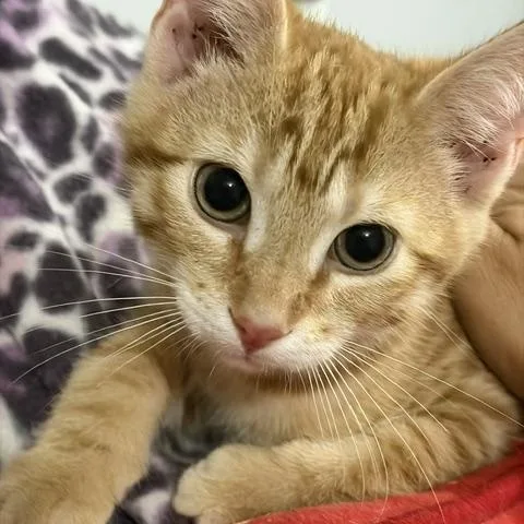 A baby small-sized male Orange & White Domestic Short Hair cat named Omaha for adoption in FITCHBURG, MA