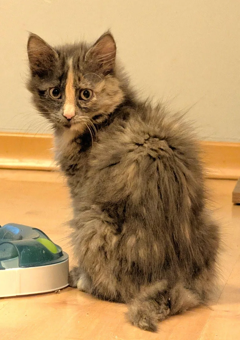 A baby medium-sized female Domestic Medium Hair cat named Poof for adoption in Shawnee, KS