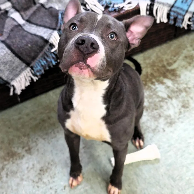 A young medium-sized male Gray / Blue / Silver Pit Bull Terrier dog named Cash for adoption in Michigan City, IN