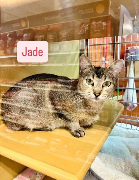 An adult medium-sized female Tabby (Brown / Chocolate) Tabby cat named Jade for adoption in Midlothian, TX