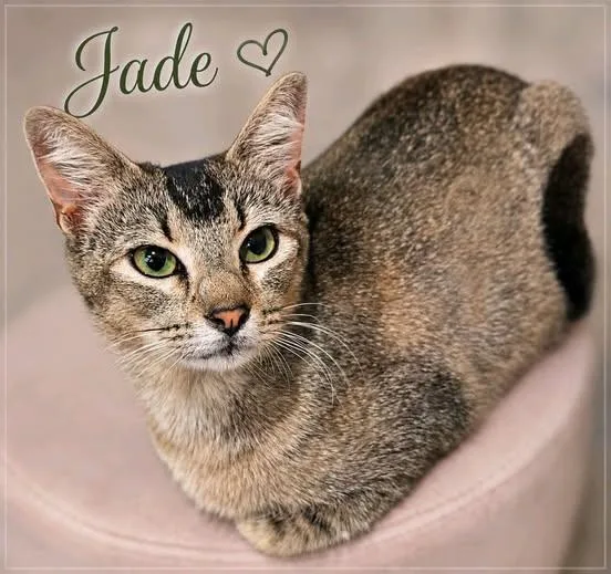 Jade thumbnail 2