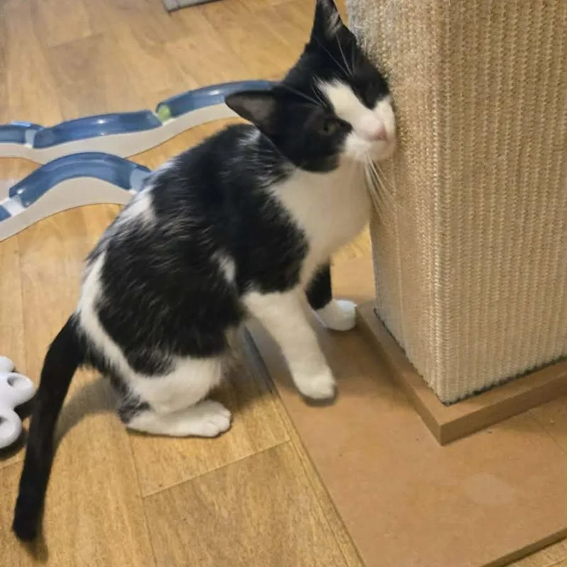 An adult medium-sized female Black & White / Tuxedo Domestic Short Hair cat named Petunia for adoption in Vine Grove, KY
