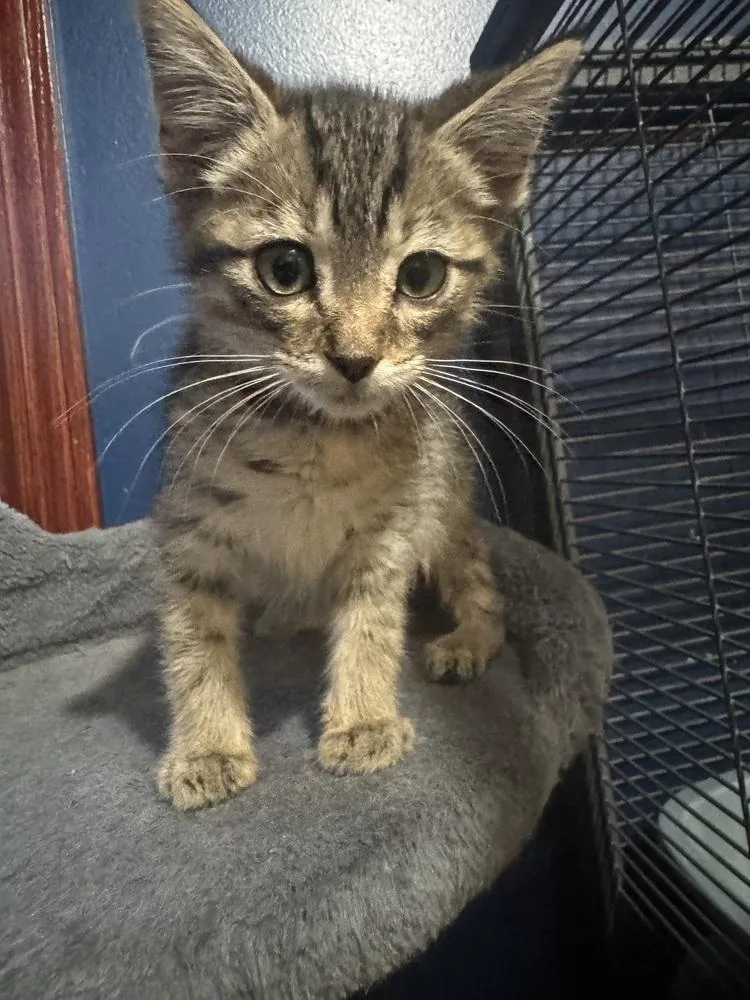A baby medium-sized male Gray / Blue / Silver Domestic Short Hair cat named Pineapple for adoption in Clinton Township, MI
