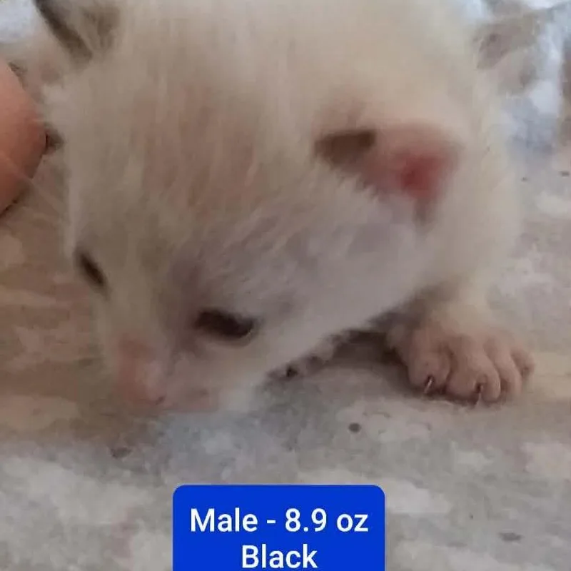 A baby small-sized male White Domestic Short Hair cat named Denim for adoption in Brevard, NC