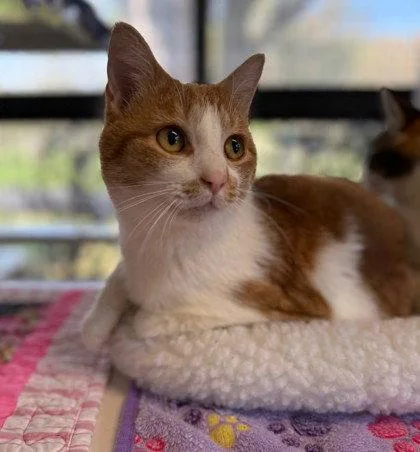 An adult small-sized female Orange & White Domestic Short Hair cat named Georgia June for adoption in Midland, VA