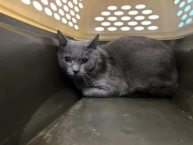 An adult medium-sized male Domestic Short Hair cat named Waldo for adoption in Garland, TX