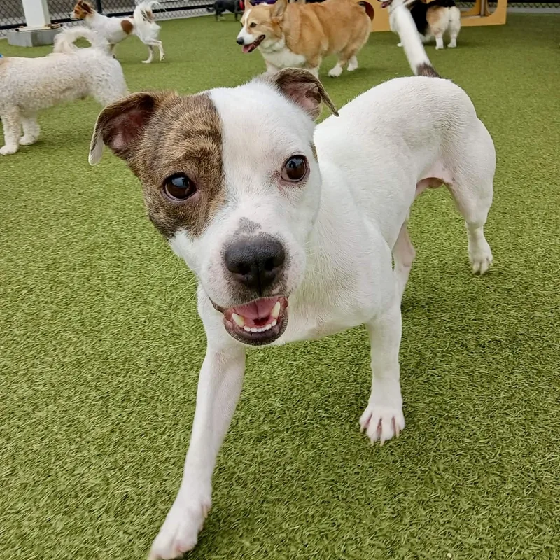 An adult small-sized male Chihuahua dog named Poncho for adoption in Monroe , NC