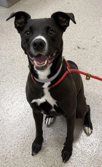 An adult large-sized female Labrador Retriever dog named Coco Bean for adoption in Fishers, IN
