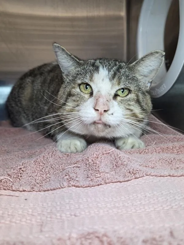 An adult large-sized male Domestic Short Hair cat named Walton for adoption in Millersville, MD