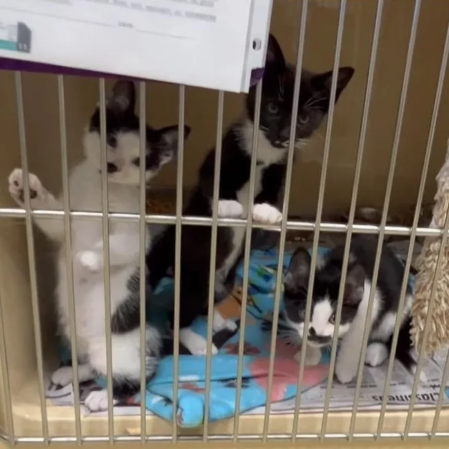 A baby medium-sized male White Tabby cat named Professor for adoption in Clarksville, VA