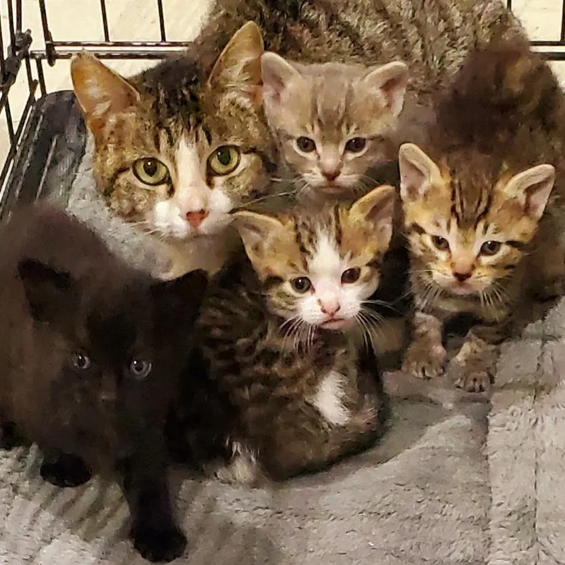 A baby small-sized male Brown / Chocolate Domestic Short Hair cat named Cedar for adoption in Mondovi, WI