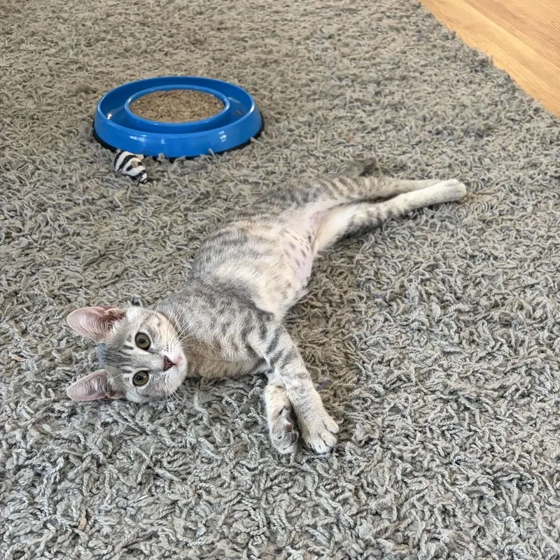 A baby small-sized female Gray / Blue / Silver Domestic Short Hair cat named Okami for adoption in Costa Mesa, CA