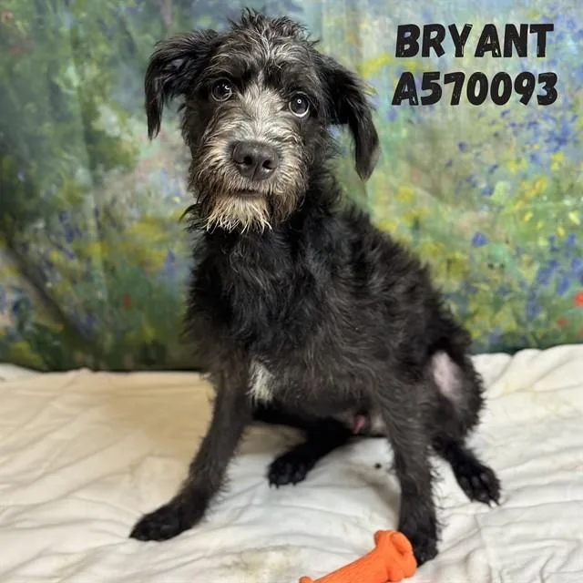 A baby medium-sized male Giant Schnauzer dog named Bryant for adoption in Huntsville, AL