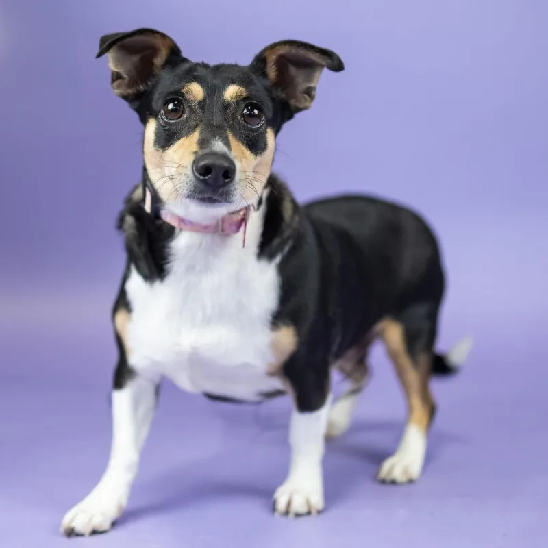 An adult medium-sized female Black Chihuahua dog named Mini for adoption in Portland, OR