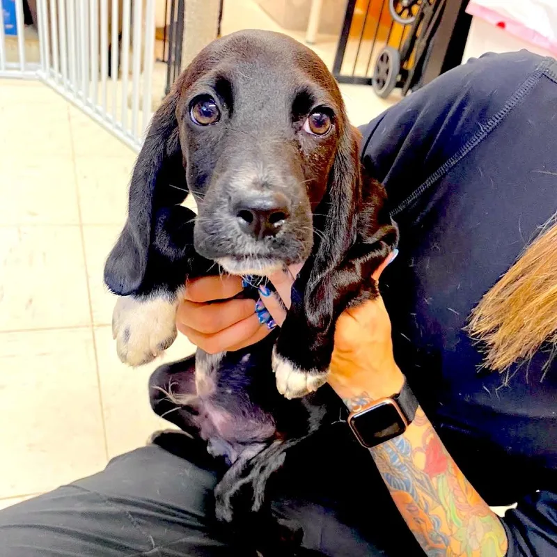 A baby small-sized male Black Basset Hound dog named Jack Sparrow for adoption in Joshua Tree, CA