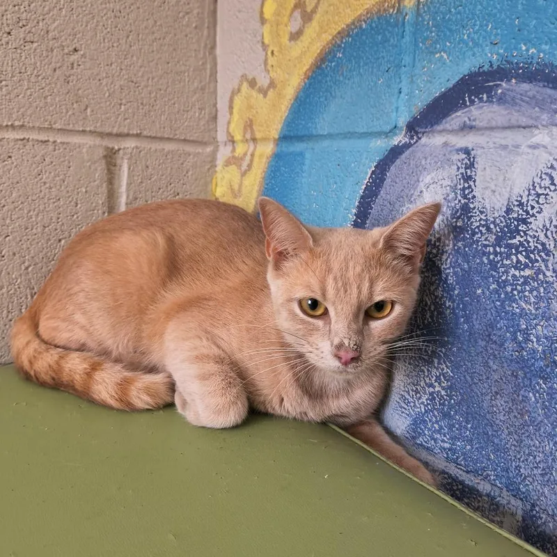 A young medium-sized female Orange / Red Domestic Short Hair cat named Samantha for adoption in Laredo, TX