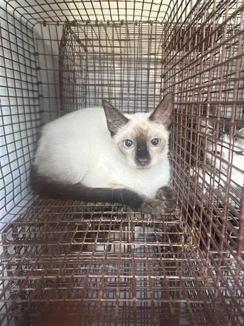 A baby medium-sized male Siamese cat named A for adoption in Houston, TX