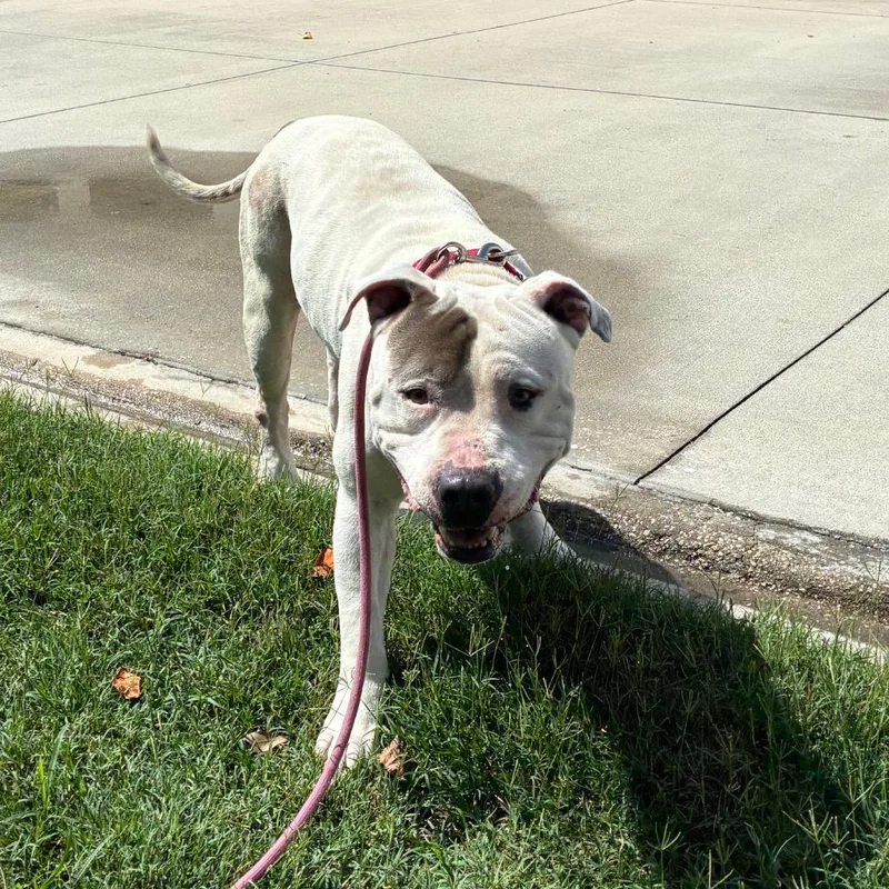 An adult large-sized male White / Cream Mixed Breed dog named Vic for adoption in Jacksonville, FL