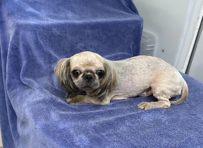 An adult small-sized male Brown / Chocolate Shih Tzu dog named Sunny for adoption in Chattanooga, TN