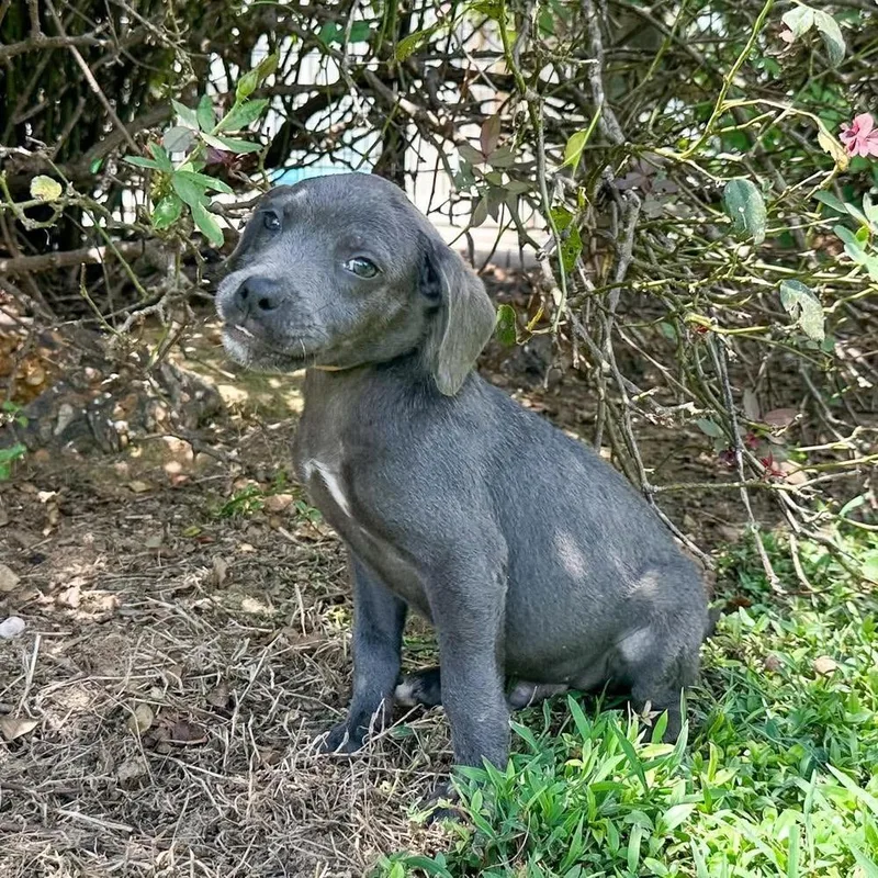 A baby medium-sized male Mixed Breed dog named Michael Landon for adoption in Groveland, MA