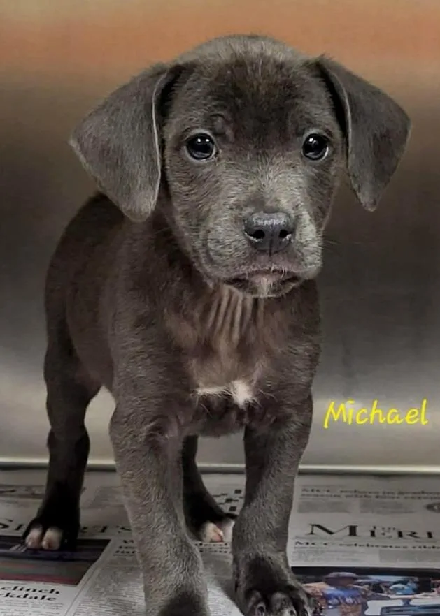 Michael Landon thumbnail 2