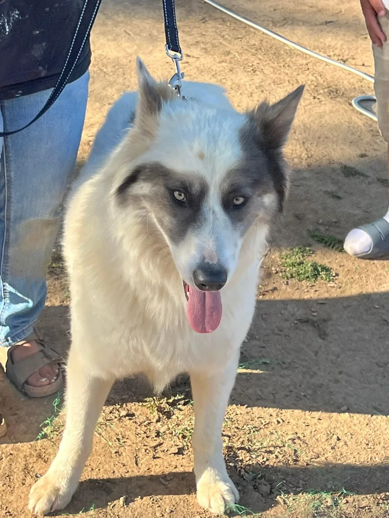 Lobo