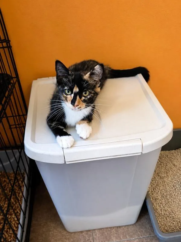 A baby medium-sized female Domestic Medium Hair cat named Kalua for adoption in Marianna, FL