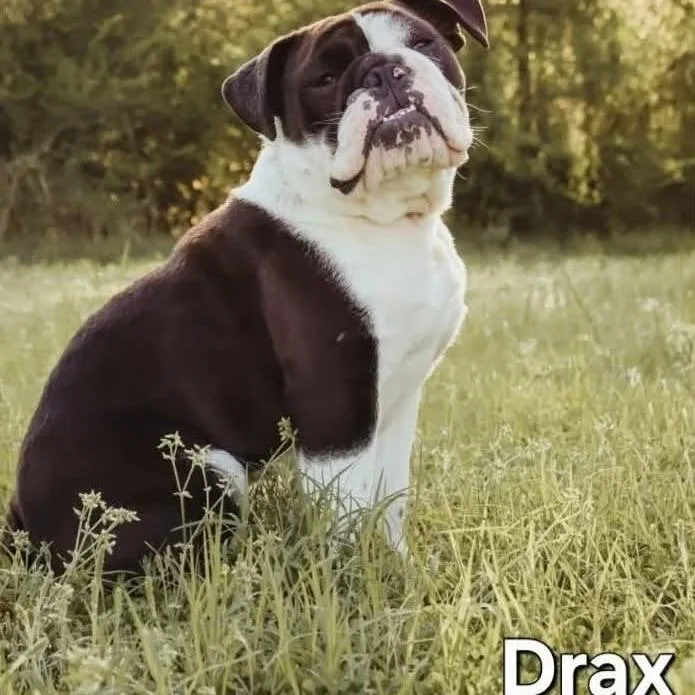 An adult medium-sized male White / Cream English Bulldog dog named Drax for adoption in Alexandria, VA