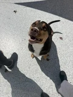 A young large-sized male American Staffordshire Terrier dog named Leroy for adoption in Youngsville, NC