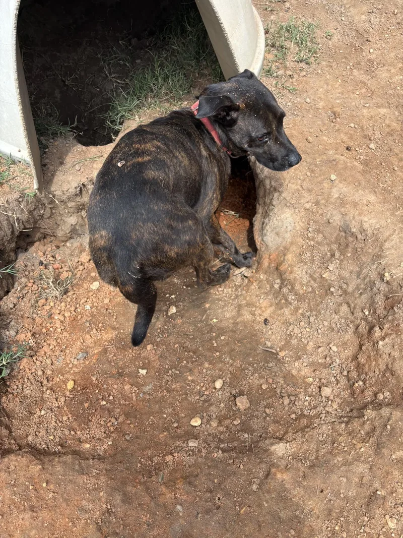 An adult medium-sized male Brindle Mixed Breed dog named Quattro for adoption in Coldspring, TX