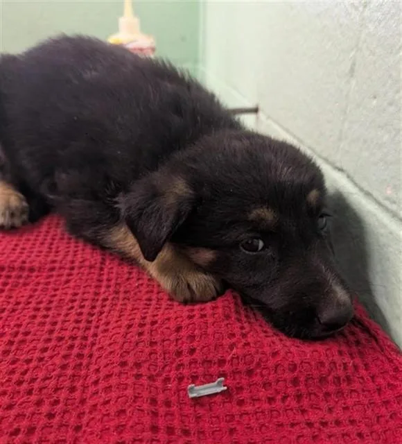 A baby small-sized male German Shepherd Dog dog named Celsius for adoption in Sacramento, CA