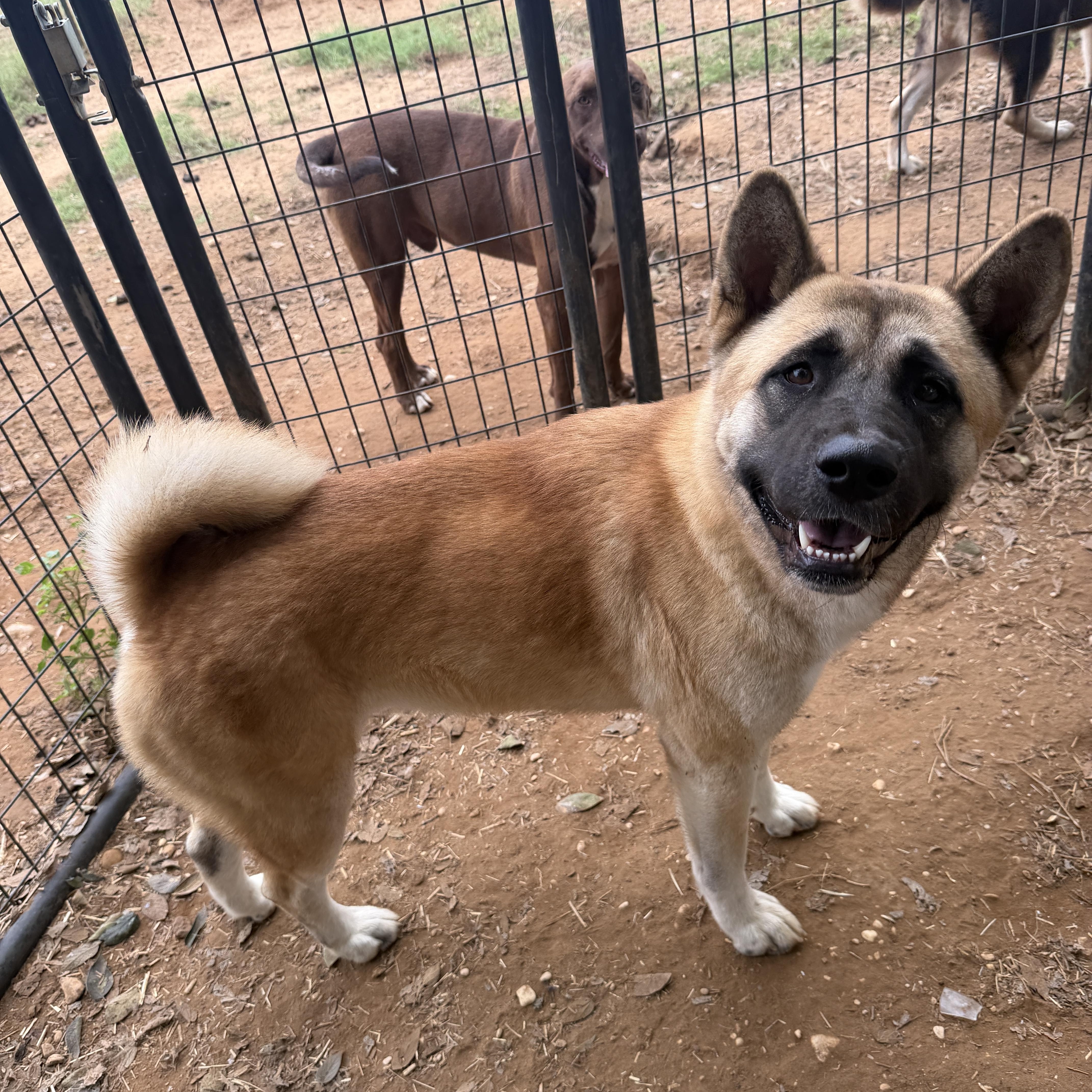 An adult medium-sized female Golden Japanese Akita dog named Hiruka for adoption in Seguin, TX