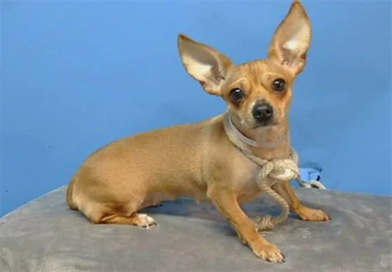 An adult small-sized female Chihuahua dog named Slinky for adoption in Gardena, CA