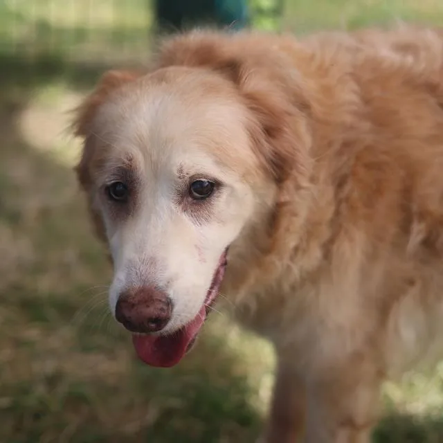 A senior large-sized female Golden Retriever dog named Nala for adoption in San Antonio, TX