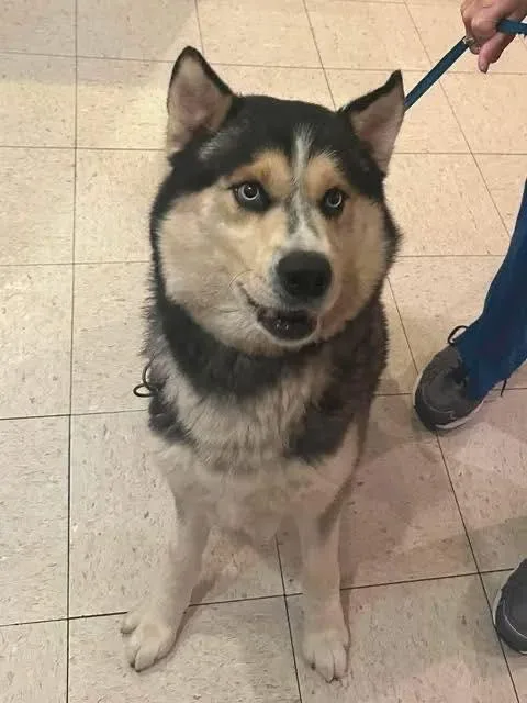 An adult large-sized male Black Siberian Husky dog named Togo for adoption in Guntersville, AL