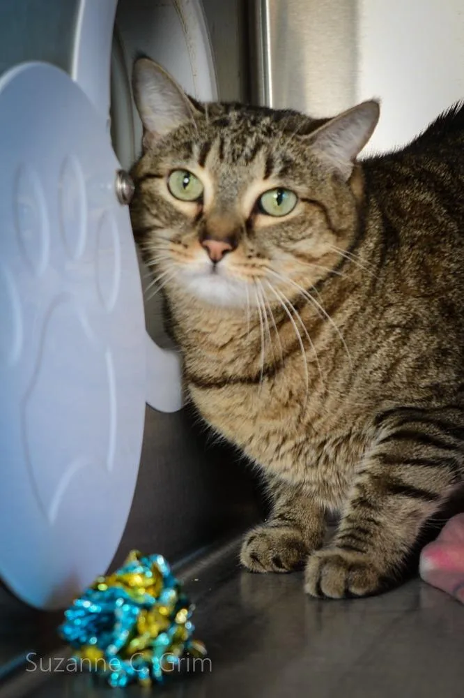 A senior medium-sized female Domestic Short Hair cat named Sweetsie for adoption in New Orleans, LA