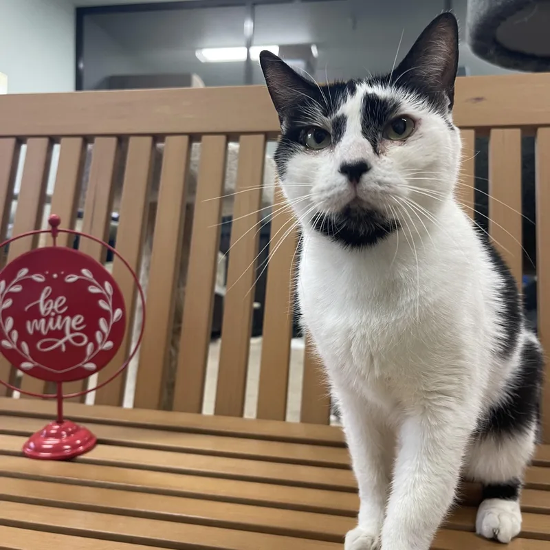 An adult medium-sized female Domestic Short Hair cat named Rosie for adoption in Sebring, FL