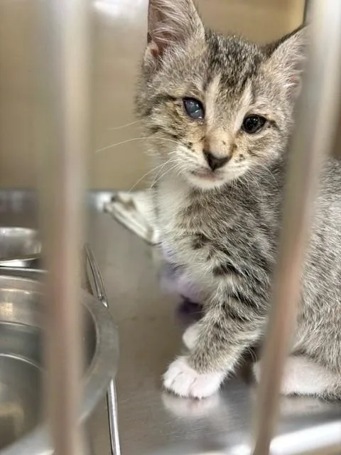 A baby small-sized male Domestic Short Hair cat named Uno for adoption in Fort Myers, FL