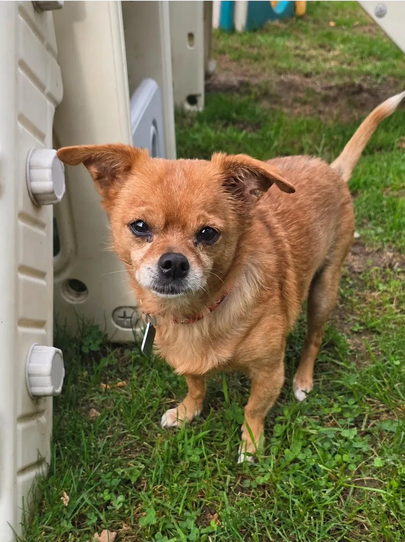 A senior small-sized male Chihuahua dog named Shadow for adoption in Oxford, MI