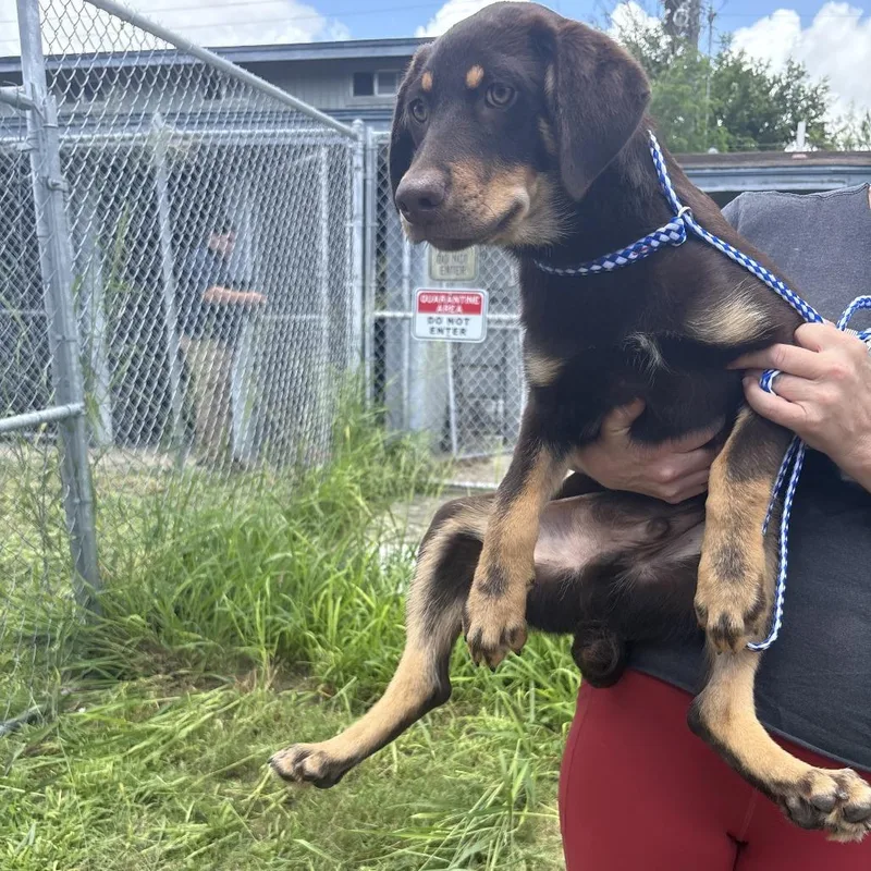 A young medium-sized male Black Mixed Breed dog named Macaroni for adoption in Austin, TX