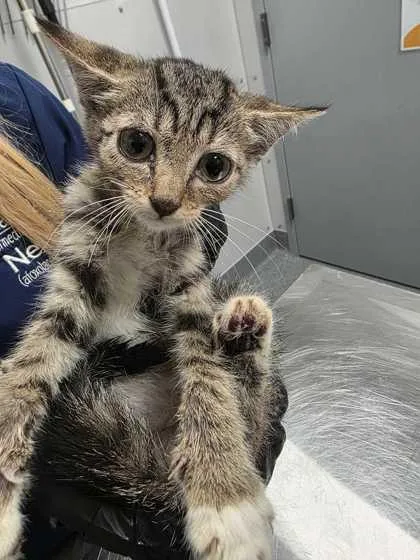 A baby small-sized female Domestic Short Hair cat named Yazmin for adoption in Sevierville, TN