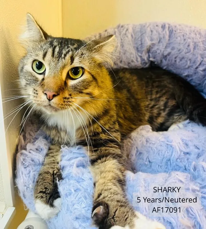 An adult medium-sized male Domestic Medium Hair cat named Sharky for adoption in Supply, NC