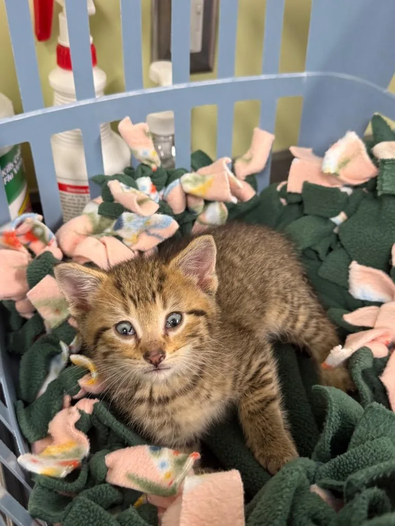 A baby small-sized male Domestic Short Hair cat named Ash for adoption in Auburn, IN