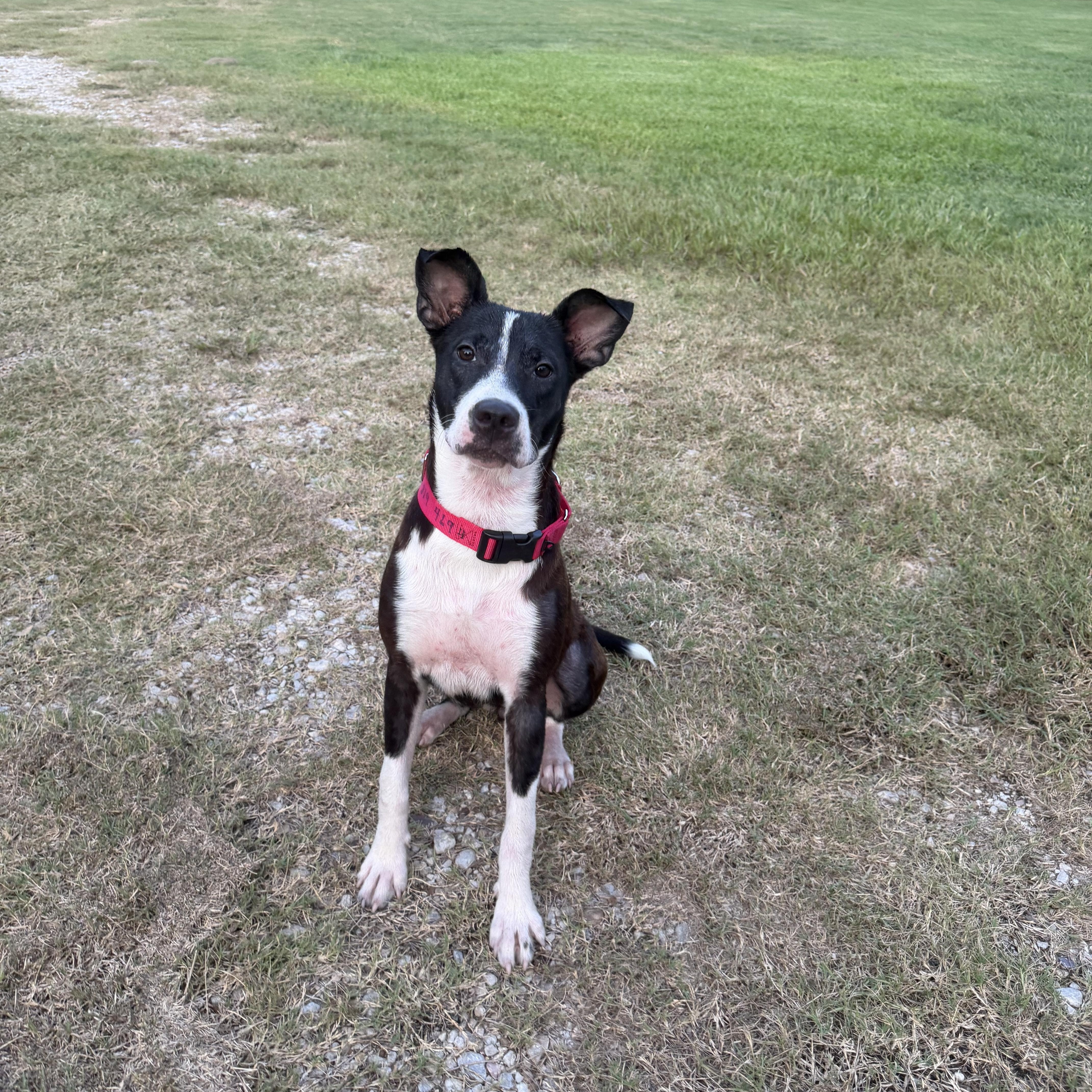 An adult medium-sized female Tricolor (Brown, Black, & White) Rat Terrier dog named Barley for adoption in TOMBALL, TX