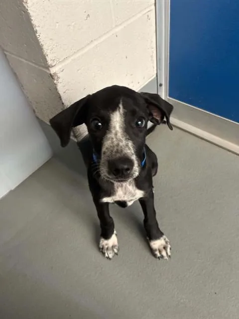 A baby small-sized male German Shorthaired Pointer dog named Mickey for adoption in Visalia, CA